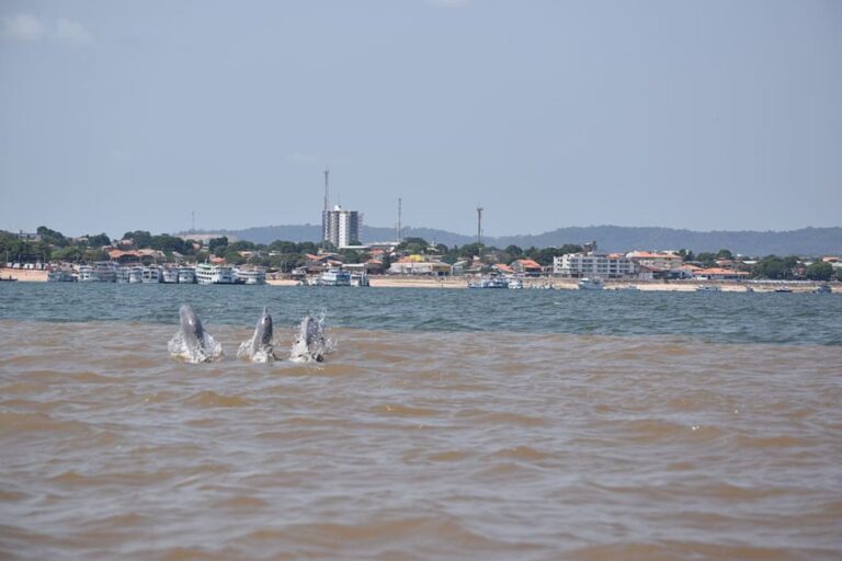rio river amazon brazil boto dolphin 1 Santarém condominium management in santarém
